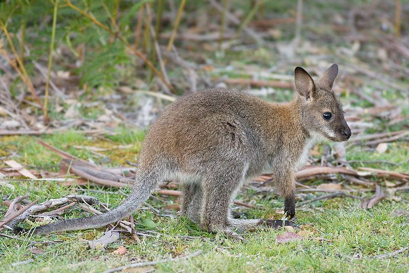 Macropus rufogriseus