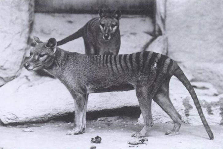 The Tasmanian Tiger became extinct in 1936