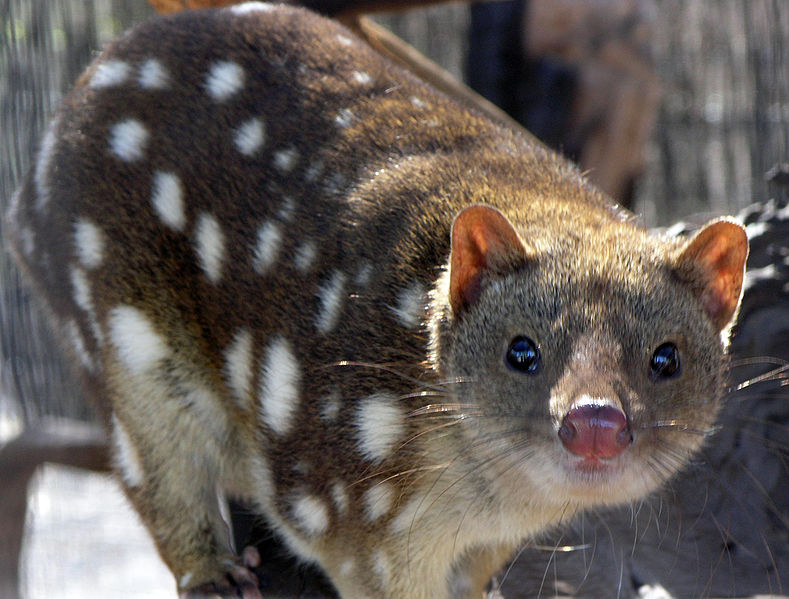 The Spotted Quoll