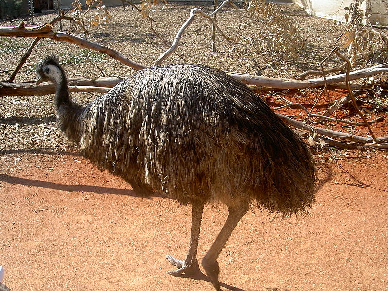 Emu