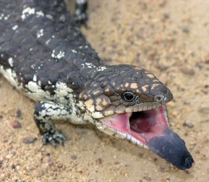 Blue-tongued lizards are the largest species of skink