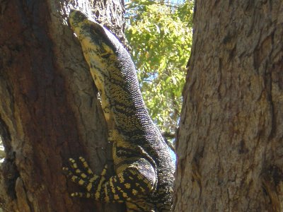 A goanna in Toowoomba, Darling Downs, Queensland