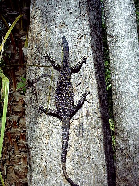 A lace monitor (Varanus varius) in Byfield National Park