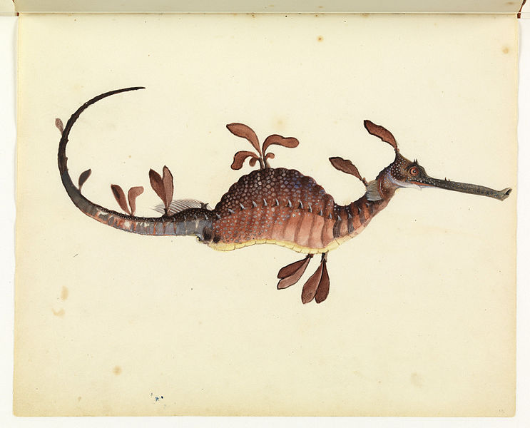 Weedy Seadragon, Phyllopteryx taeniolatus, from the Sketchbook of fishes by William Buelow Gould, 18