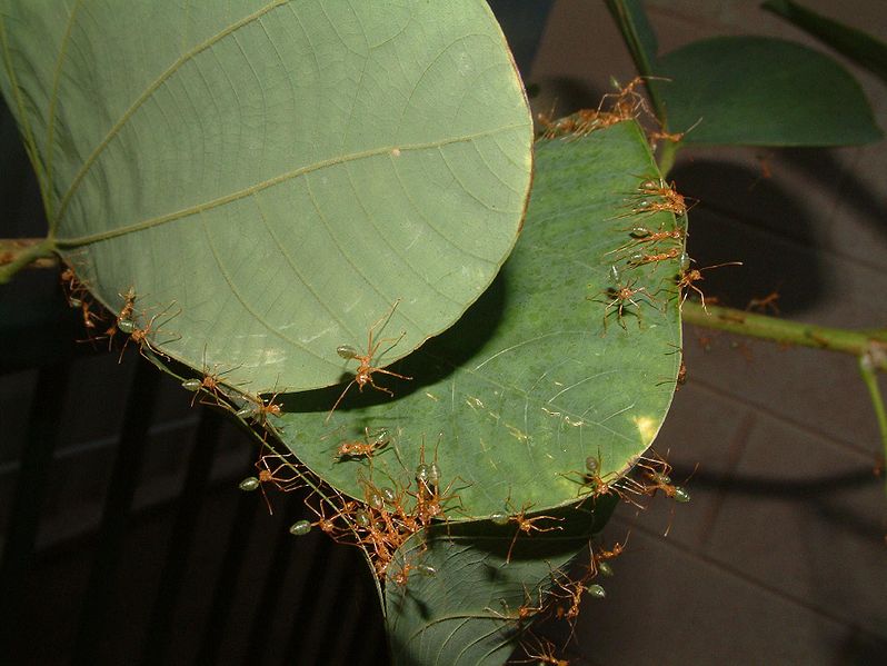 green ants (Oecophylla smaragdina)