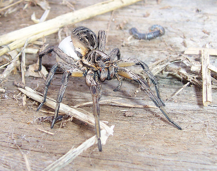 The wolf spider, Lycosa godeffroyi, is common in many areas of Australia. In this family of spiders,