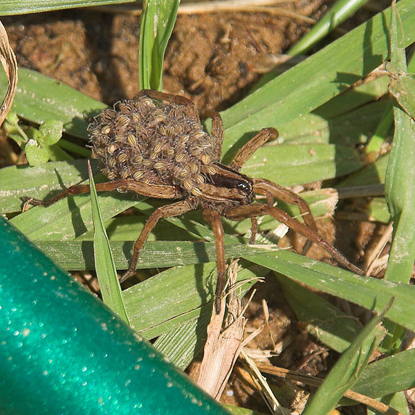 Wolf spider carrying her young.