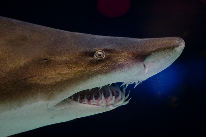 Snout and mouth of sand tiger shark, showing protruding teeth and small eyes