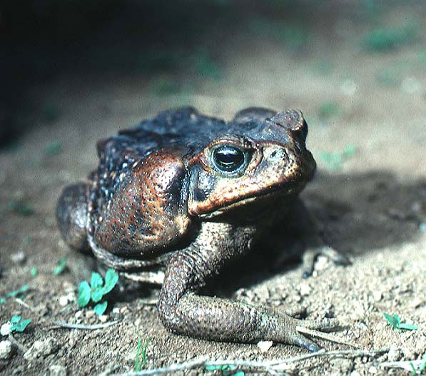 A specimen of Bufo marinus from El Salvador.