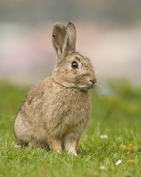 A European Rabbit (Oryctolagus cuniculus) in Tasmania