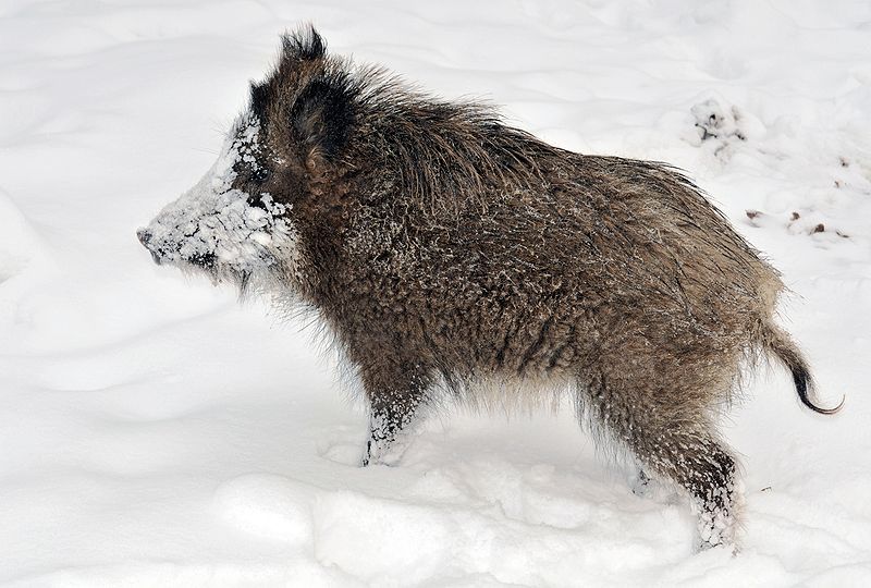 Young wild boar.