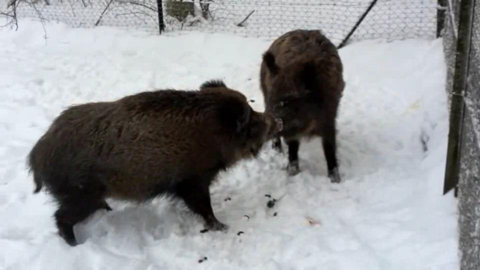 Two wild boars in the snow.