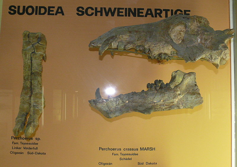 Perchoerus fossils