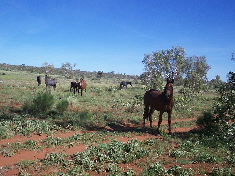 Brumbies