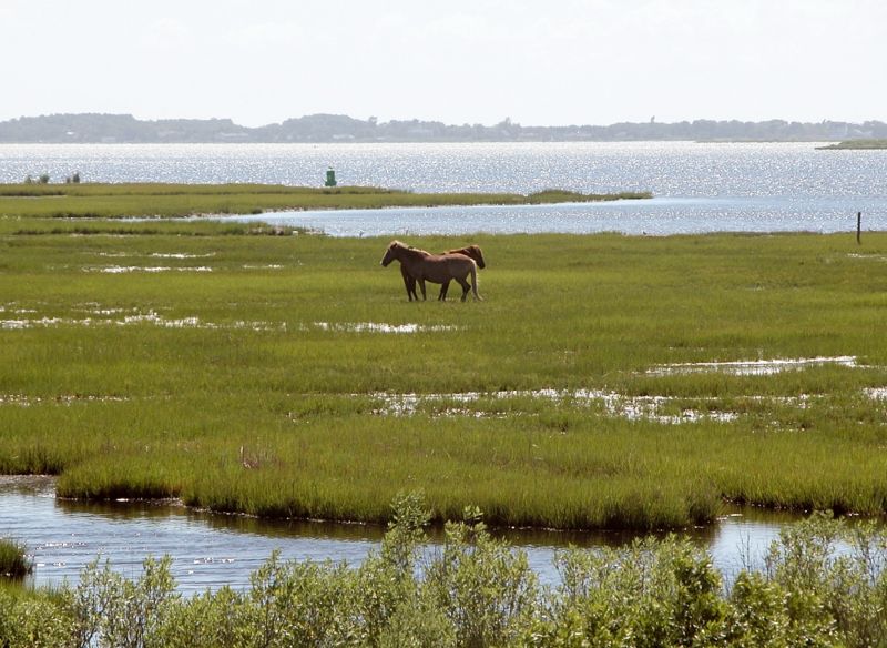 Feral Chincoteague ponies on Assateague Island, Virginia