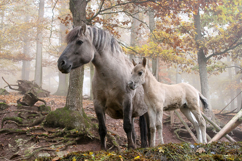 Feral horses in Erlebnispark Tripsdrill, near Cleebronn