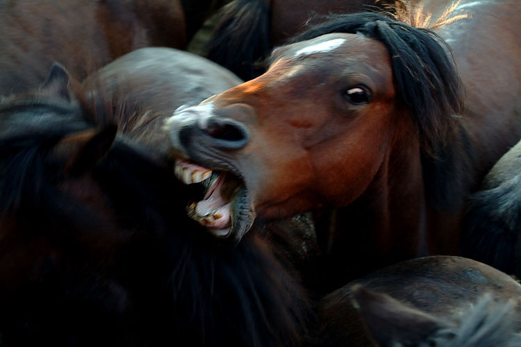 Ears pulled back flat against the head with teeth bared and white of the eye showing, indicating ang