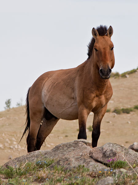 Przewalski's horse