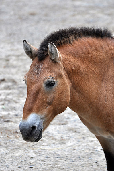 Head shot, showing convex profile