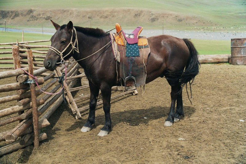 Mongol Horse