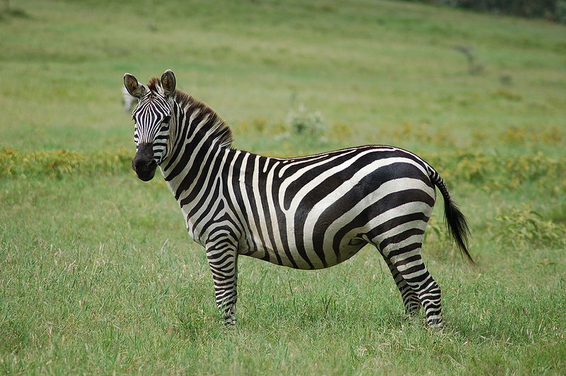 Quagga (now extinct)