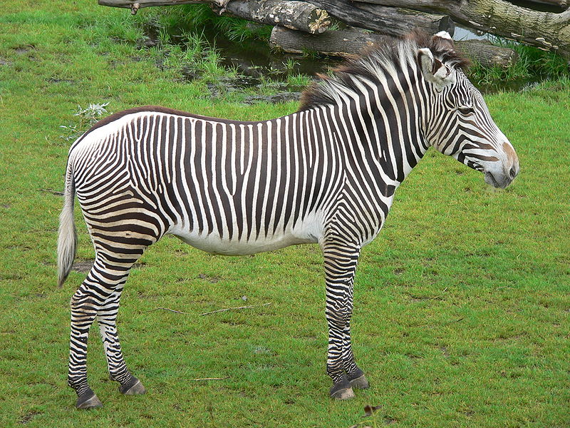 Grevy's zebra