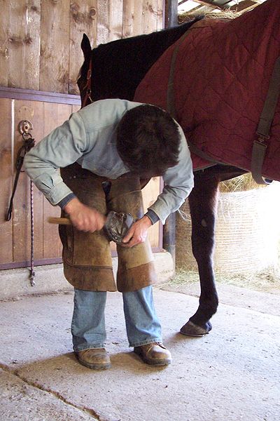 Horses require routine hoof care