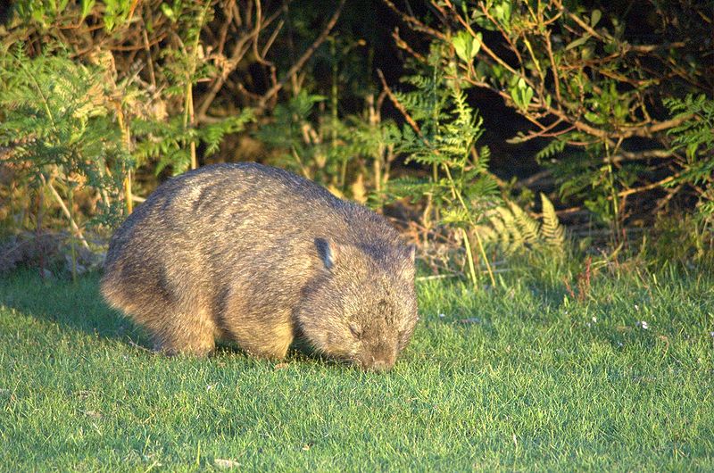 Wombat in Narawntapu National Park, Tasmania