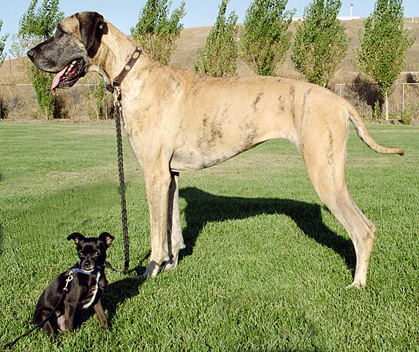 Chihuahua mix and purebred Great Dane