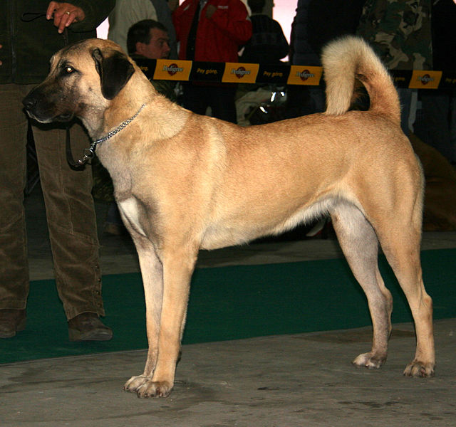 Anatolian Shepherd Dog