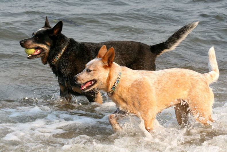 Australian Cattle Dog