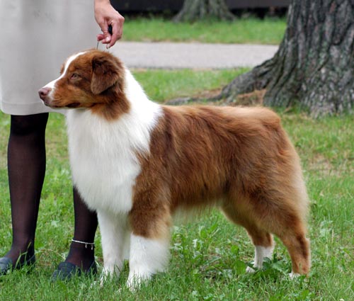 Australian Shepherd