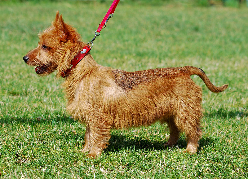 Australian Terrier