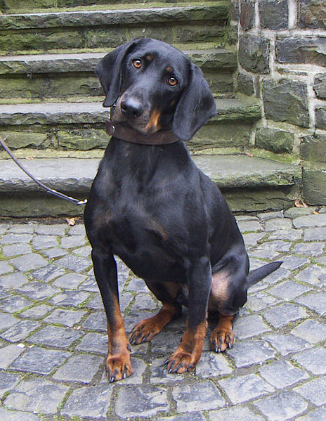 Austrian Black and Tan Hound