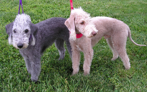 Bedlington Terriers