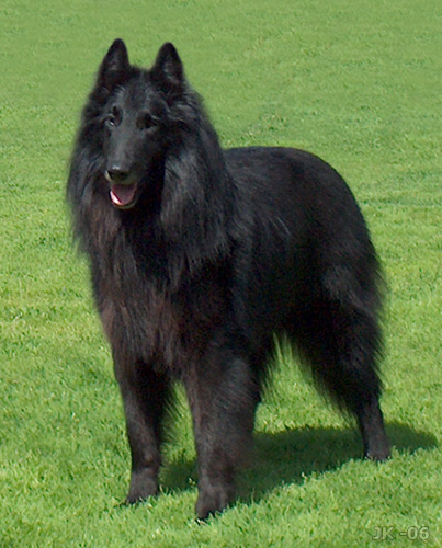 Belgian Shepherd Dog (Groenendael)