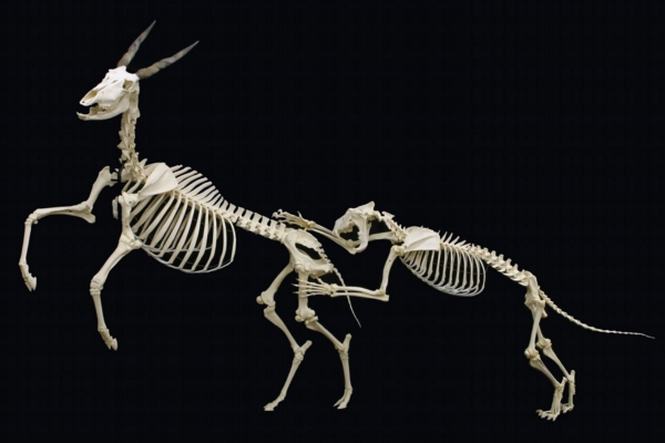 A skeletal mount of an African Lion attacking a Common Eland on display at The Museum of Osteology, 