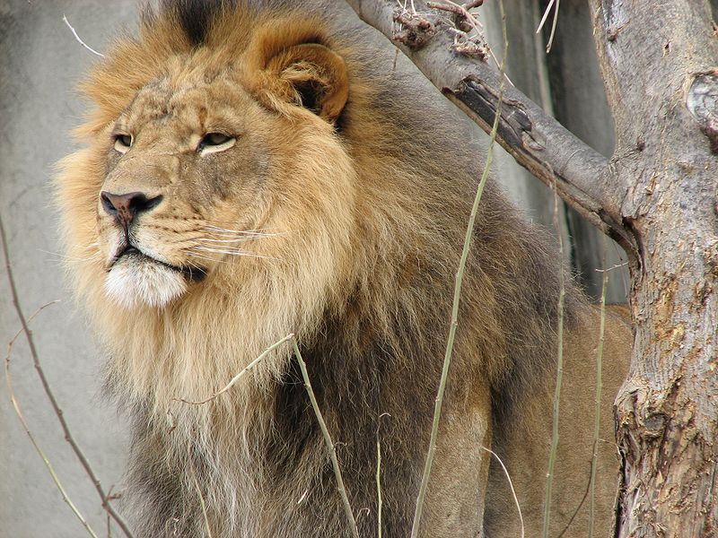 During confrontations with others, the mane makes the lion look larger.