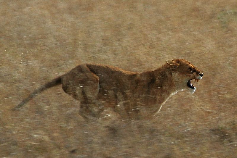 Lioness in a burst of speed while hunting in the Serengeti