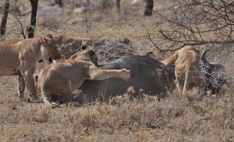 Four lions take down a cape buffalo in the central Serengeti, Tanzania