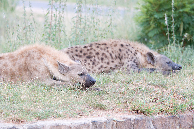 A pair of spotted hyenas at White River, Mpumalanga