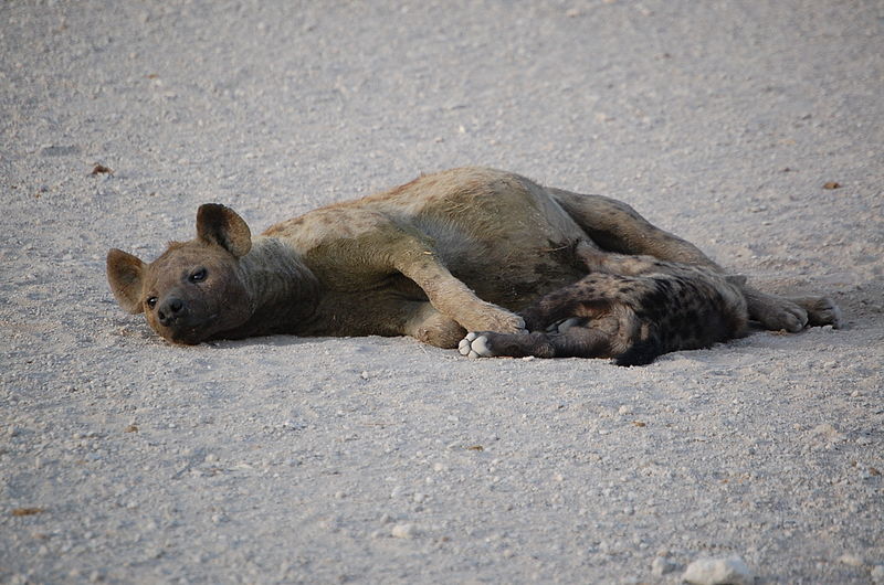 Female nursing cub, Amboseli National Park, Kenya