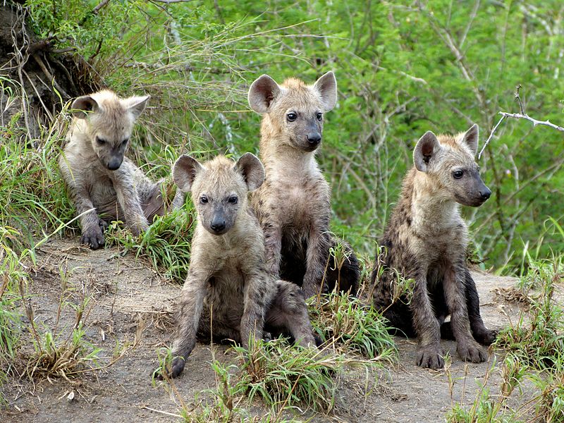 Spotted hyena cubs in Limpopo, South Africa.