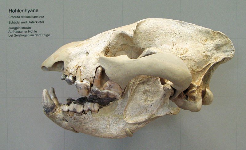 Skull of Crocuta crocuta spelaea