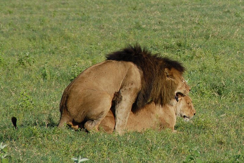 Lions mating in Ngorongoro Conservation Area, Tanzania