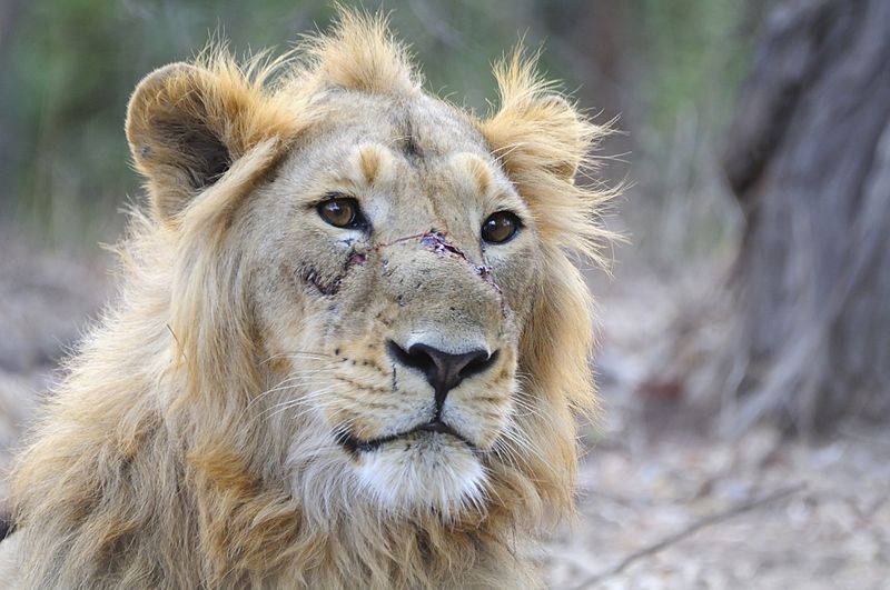 Male Asiatic Lion after a recent fight