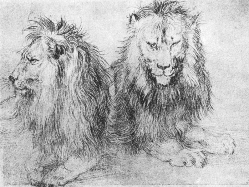 Albrecht Durer, Lions sketch. Circa 1520