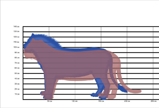 Comparative profiles of the lion and tiger.