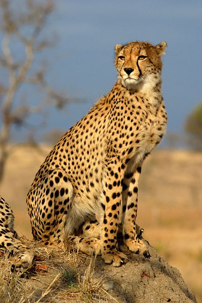 cheetah (Acinonyx jubatus)