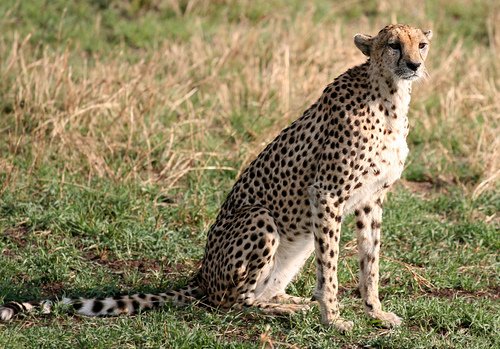 A Tanzanian cheetah (Acinonyx jubatus raineyii)